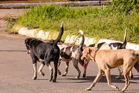 Governo é acusado de planejar abate de cachorros para “limpar” as ruas deste país