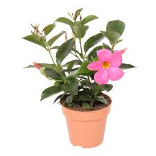 Image result for dipladenie sanderi obrázek