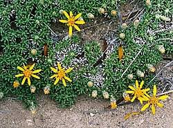 Image result for Brachychloa