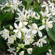 Maybe you would like to learn more about one of these? Clematis Armandii Fragrant Evergreen Spring Flowering Clematis Pack Of Two Plants Garden Plants