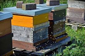 Here is a preview of what you'll learn How To Start A Beehive A Step By Step Guide 2020 Ebeehq