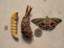 Contre Le Papillon Qui Decime Les Palmiers Une Arme Fatale La Glu