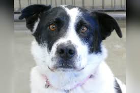 Staff will return your call and schedule a time to meet with you. 50 And 5 Program Offering Free Pet Adoption Through Casper Humane Society Casper Wy Oil City News