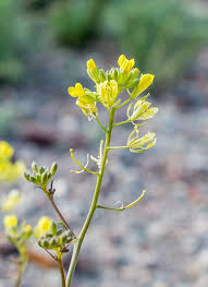 Image result for Diplotaxis tenuifolia