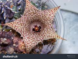 Image result for Huernia hislopii