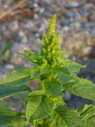 Image result for Amaranthus praetermissus
