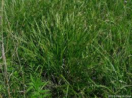 Image result for Scleria mikawana