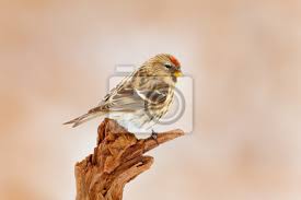 About press copyright contact us creators advertise developers terms privacy policy & safety how youtube works test new features press copyright contact us creators. Garten Vogel Common Linnet Carduelis Cannabina Singvogel Sitzt Fototapete Fototapeten Leinen Pilz Singvogel Myloview De