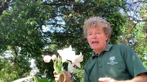 Image result for Crinum moorei