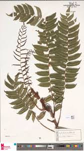 Image result for Kotschya carsonii