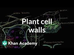 Maybe you would like to learn more about one of these? Plant Cell Walls Video Khan Academy