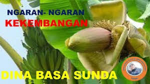 Jantung kembang céngék (rawit) : Ngaran Ngaran Kekembangan Dina Basa Sunda Youtube Multiplier