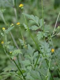 Image result for Bidens bipinnata