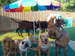 Open an account online or fill out a loan application online in minutes. Benny S Dog Resort In Carrollton Texas Tx