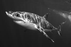 Black And White Shark Guadalupe Great White Shark Black And White Photography Great White Shark Animal Photography