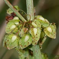 Image result for Rumex ruwenzoriensis