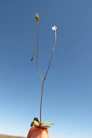 Image result for Wahlenbergia androsacea