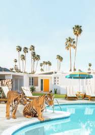 Tigers At The Pool Throw Pillow By Paul Fuentes Photo Cover 16 X 16 With Pillow Insert Indoor Pillow Pool Art Framed Art Prints Pool