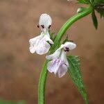 Image result for Stachys aculeolata