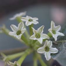 Image result for Pseudoconyza viscosa