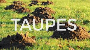 Voir cette épingle et d'autres images dans tvorivá činnosť par ružena vajdová. L Arme Ultime Contre Les Taupes Reparer Facile