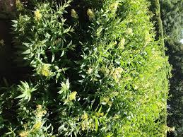 See more of salazar trees houston on facebook. The Best Screening Shrubs For Houston