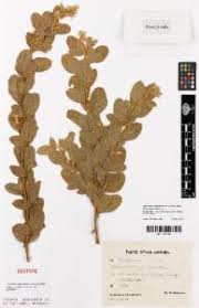 Image result for Rhynchosia elegans