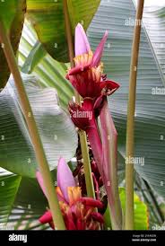 Image result for Musa sp. (Ornamental bananas)