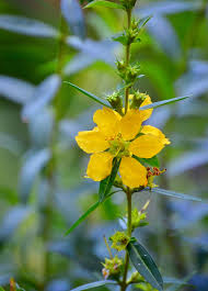 Image result for Heimia salicifolia