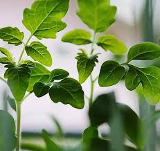 Image result for Afrostyrax