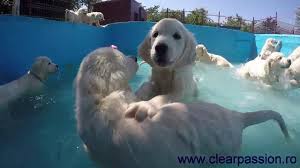 Golden Retriever Pups Swimming In The Pool For The First Time Youtube