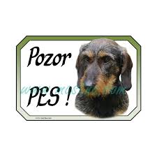 Image result for jezevčík drsnosrstý