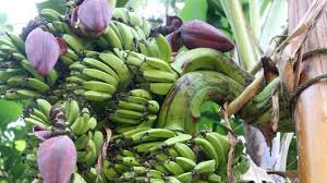 Pasalnya, kata gatot, dia memberi garansi akan pasang badan demi suksesnya acara tersebut dan acara deklarasi ini dipandang sah di mata hukum dan konstitusi. Mahasiswa Ugm Ubah Pelepah Pisang Jadi Hidrogel Berpotensi Jadi Bahan Popok