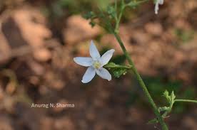Image result for Hibiscus micranthus