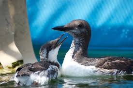 Young Common Murres in Care – Bird Ally X