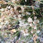 Image result for Cuscuta approximata