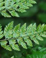 Image result for Davallia chaerophylloides