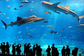 Fish Tank Que Ver En Japon Acuarios Japon