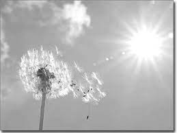 Pusteblumen auf wiese schwarz/weiß format: Glasprint Pusteblume Traum Fensterperle De