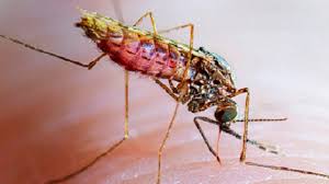 Image result for Malaria