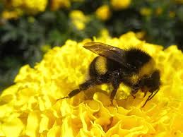 Bees, yellow jackets, and wasps are a beneficial group of insects, but knowing their appearance and habits is important. Hd Wallpaper Yellow And Black Bee Bumble Bee Flower Flying Grass Striped Wallpaper Flare