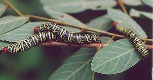 Image result for Millettia eetveldeana