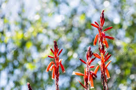 Jun 07, 2021 · open: Close Up Of Aloe Flowers Colorful Background With Defocused Foliage San Francisco Bay Area California Stock Photo Picture And Royalty Free Image Image 144916807