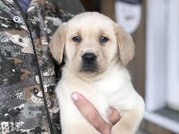A champagne labrador has a stunning color coat and an equally bubbly personality. Champagne Lab Puppies For Sale Silver And Charcoal Kennels