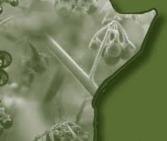 Image result for Solanum grossidentatum