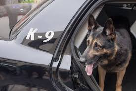 What Happens To Retired Police Dogs Police Dogs Dog Died Dogs