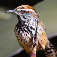 51 cactus wren stock video clips in 4k and hd for creative projects. Beastbox Dj With Animal Sounds Unlock Creativity