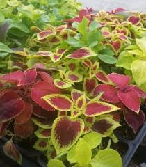 Image result for Coleus sylvestris