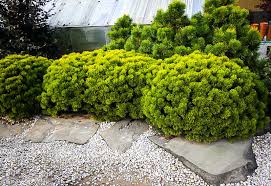 Pinus mugo, known as bog pine, creeping pine, dwarf mountain pine, mugo pine, mountain pine, scrub mountain pine, or swiss mountain pine, is a species of conifer, native to high elevation habitats from southwestern to central europe and southeast europe. Carsten S Wintergold Mugo Pine For Sale The Tree Center
