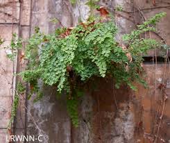 Image result for Adiantum vogelii